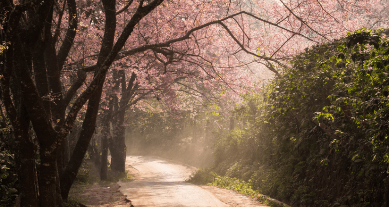 Cherry Blossom: Tokyo, Kyoto & Osaka Tour